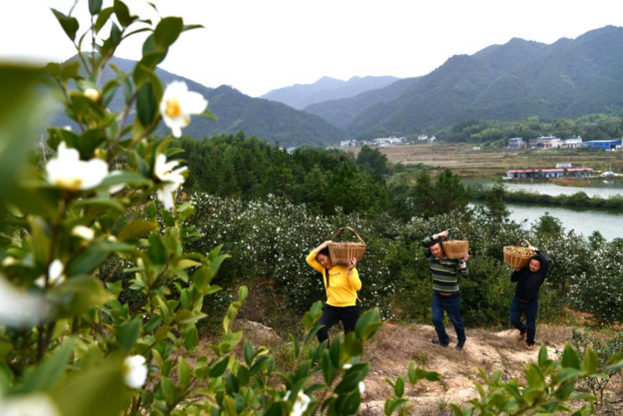 一株油茶树是怎样长成富民产业的——看通城如何打造全国油茶重点示范县