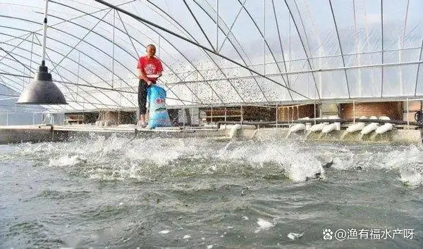 台湾加州鲈鱼苗出售_加州养殖台湾鲈技术如何_台湾加州鲈养殖技术