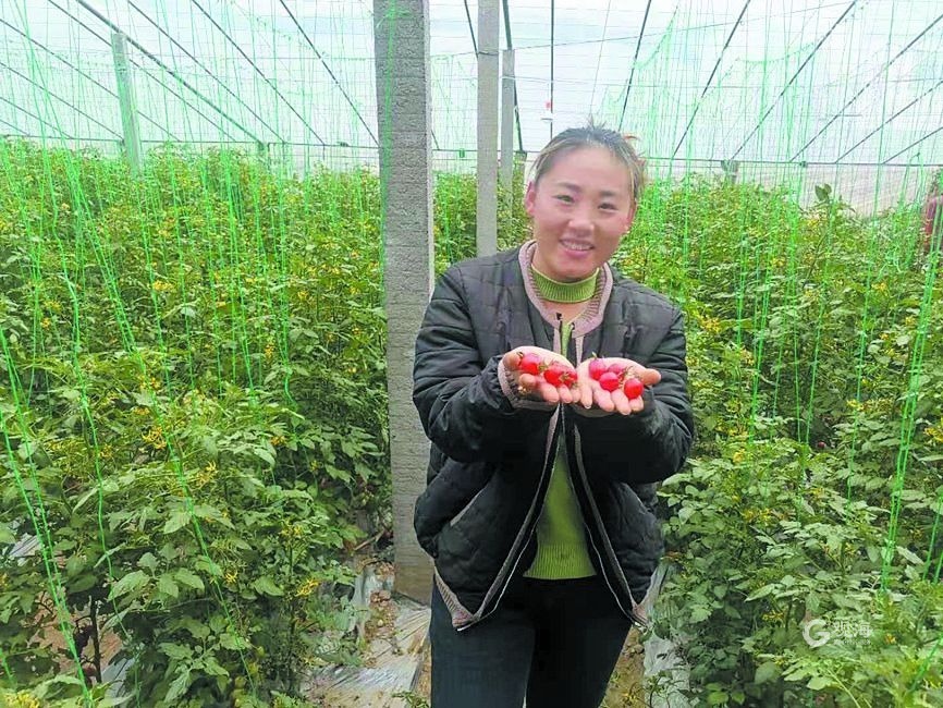 精品西红柿种植致富_西红柿的高产种植视频_西红柿种植效益