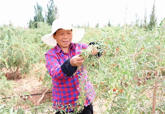 敦煌种业是什么公司_敦煌适合种植什么_敦煌种植致富项目