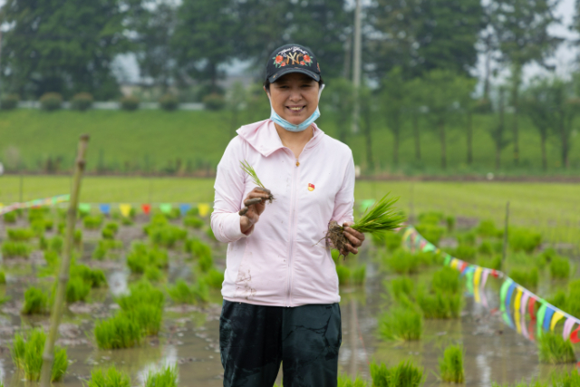 种草莓发家致富_草莓种植致富女能人_种草莓的女人