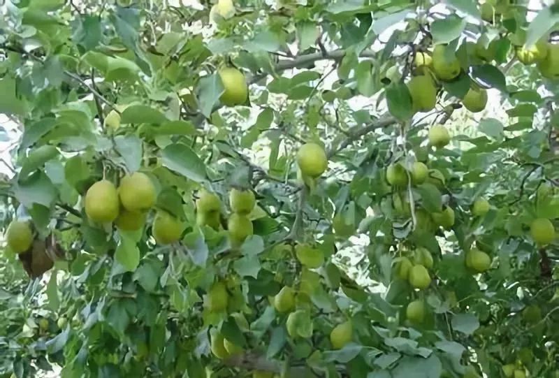 梨树种植方式_种植最佳梨树技术是什么_梨树最佳种植技术