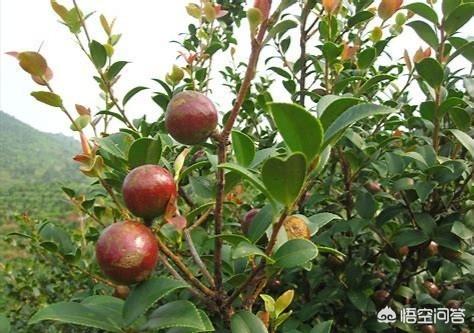 油茶树能种家里？