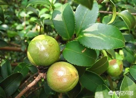 致富经茶籽油_致富经茶籽树_茶籽树种植前景怎样