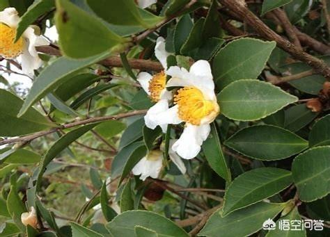 茶籽树种植前景怎样_致富经茶籽树_致富经茶籽油