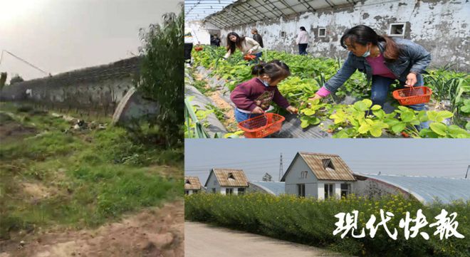 种植草莓能挣钱吗_种草莓发家致富_草莓种植致富女能人