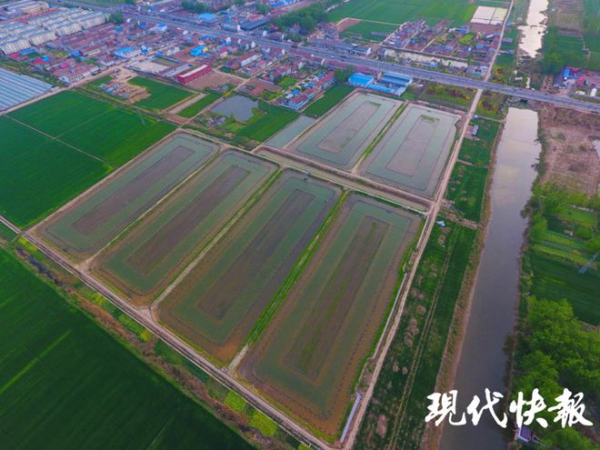 草莓种植致富女能人_种草莓发家致富_种植草莓能挣钱吗