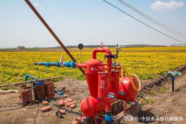 敦煌种业是什么公司_敦煌种植致富项目_敦煌种业主要生产什么