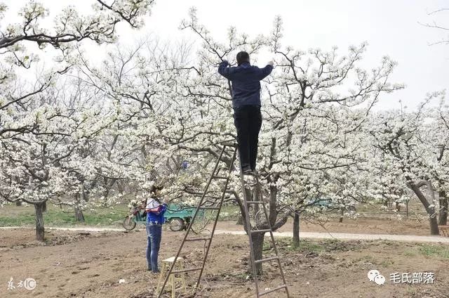 梨树最佳种植技术_梨树种植方式_种植最佳梨树技术条件