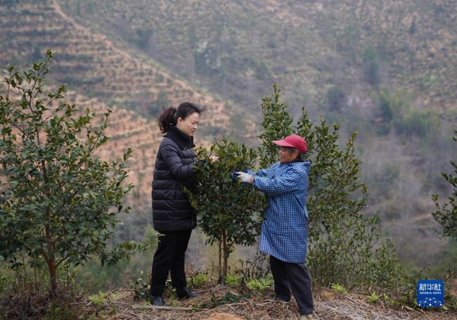 茶籽树种植前景怎样_种植茶籽树挣钱吗_致富经茶籽树