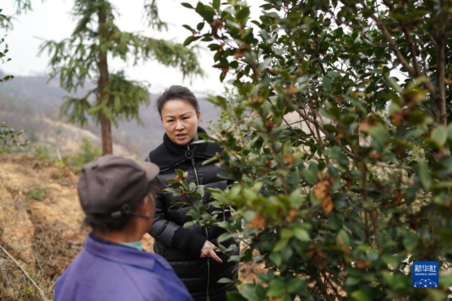 致富经茶籽树_种植茶籽树挣钱吗_茶籽树种植前景怎样