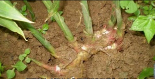 生姜栽培种植技术播放_栽培生姜种植播放技术要点_生姜栽培种植技术视频