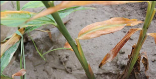 生姜栽培种植技术播放_栽培生姜种植播放技术要点_生姜栽培种植技术视频