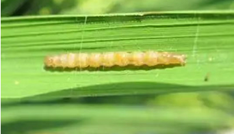 栽培生姜种植播放技术要点_生姜栽培种植技术视频_生姜栽培种植技术播放