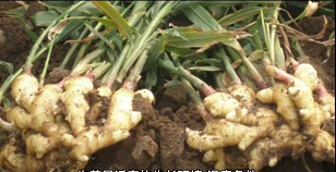 生姜栽培种植技术视频_栽培生姜种植播放技术要点_生姜栽培种植技术播放