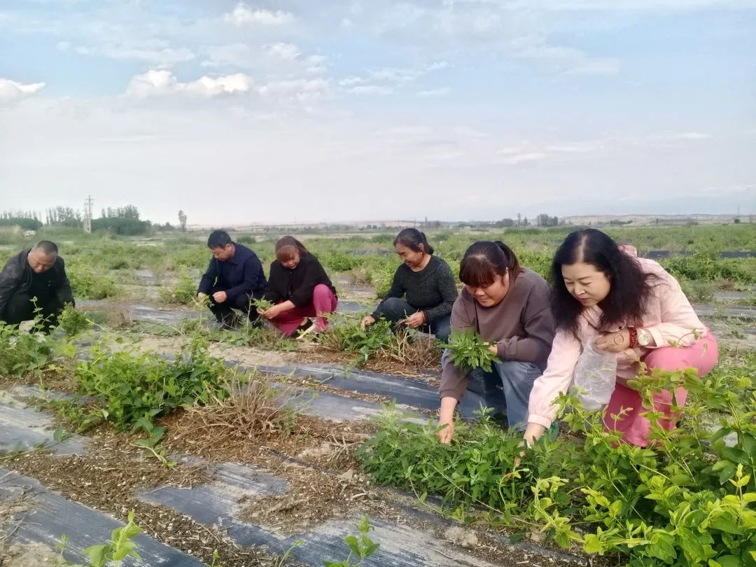 草原农民种植致富_农民致富种植项目_致富经种牧草养殖视频