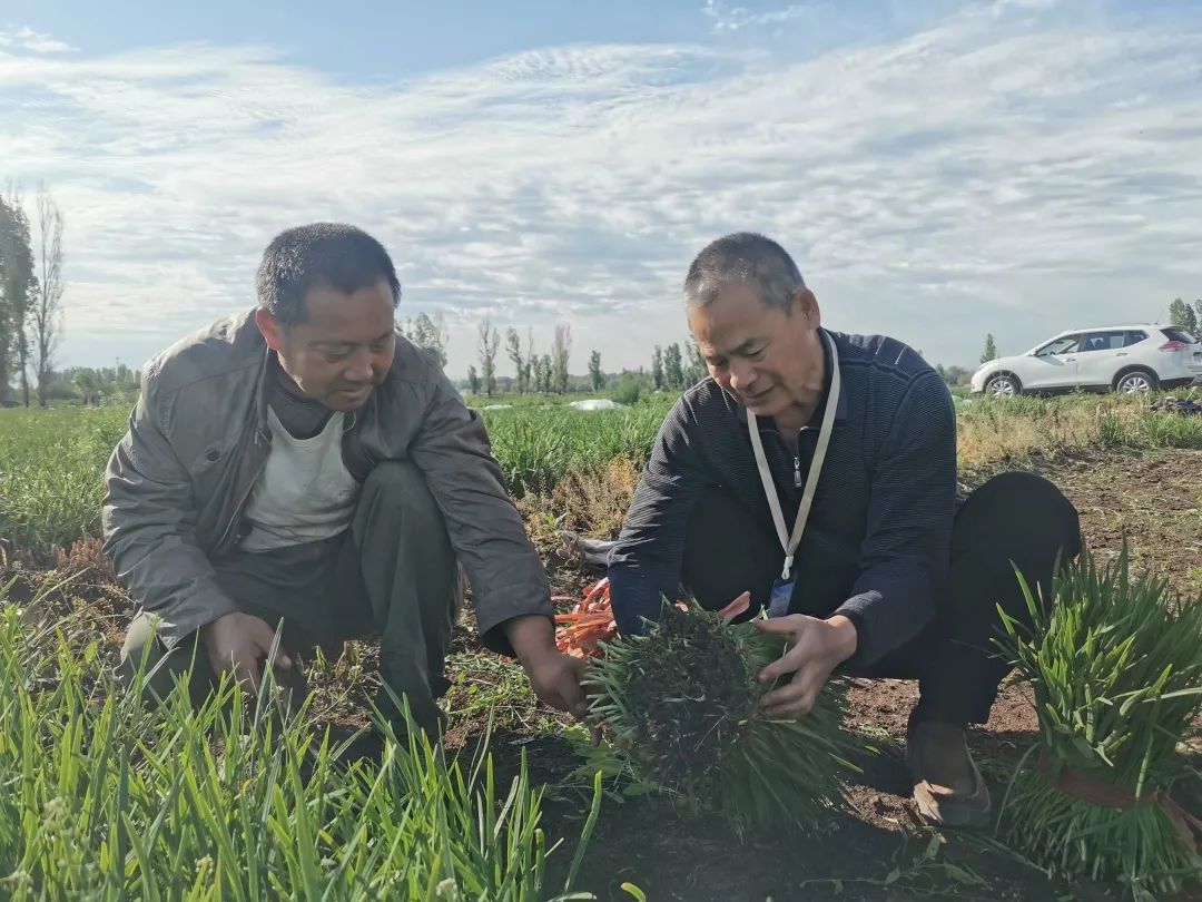 草原农民种植致富_致富经种牧草养殖视频_农民致富种植项目