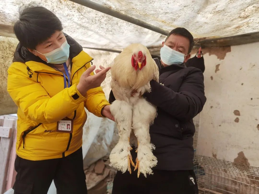 草原农民种植致富_农民致富种植项目_致富经种牧草养殖视频