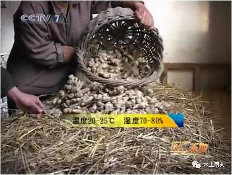 栽培生姜种植播放技术要求_栽培生姜种植播放技术要点_生姜栽培种植技术播放