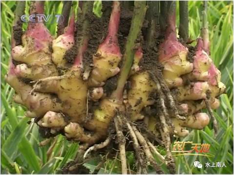 生姜栽培种植技术播放_栽培生姜种植播放技术要点_栽培生姜种植播放技术要求