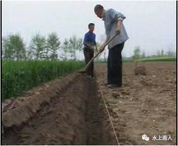 栽培生姜种植播放技术要点_栽培生姜种植播放技术要求_生姜栽培种植技术播放