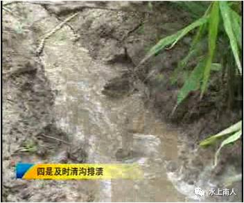 生姜栽培种植技术播放_栽培生姜种植播放技术要求_栽培生姜种植播放技术要点