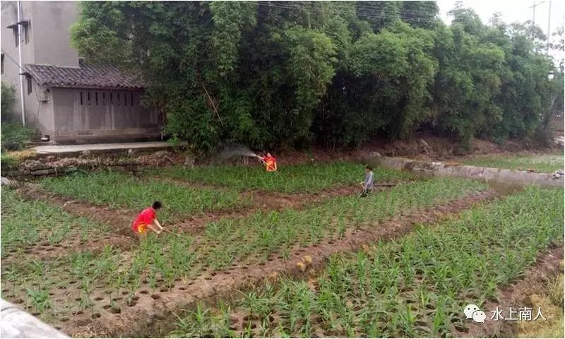 栽培生姜种植播放技术要点_栽培生姜种植播放技术要求_生姜栽培种植技术播放