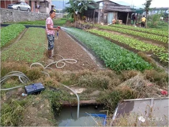 生姜栽培种植技术播放_栽培生姜种植播放技术要求_栽培生姜种植播放技术要点