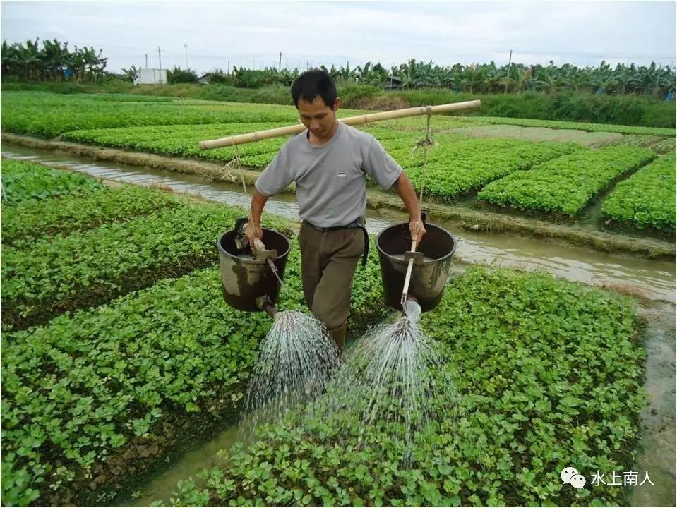 栽培生姜种植播放技术要点_栽培生姜种植播放技术要求_生姜栽培种植技术播放