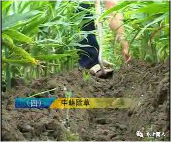 栽培生姜种植播放技术要求_生姜栽培种植技术播放_栽培生姜种植播放技术要点