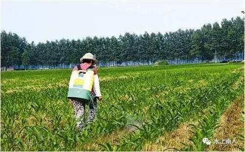 生姜栽培种植技术播放_栽培生姜种植播放技术要求_栽培生姜种植播放技术要点