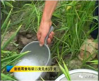 栽培生姜种植播放技术要求_生姜栽培种植技术播放_栽培生姜种植播放技术要点