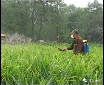 栽培生姜种植播放技术要求_生姜栽培种植技术播放_栽培生姜种植播放技术要点