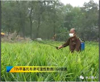 栽培生姜种植播放技术要点_生姜栽培种植技术播放_栽培生姜种植播放技术要求