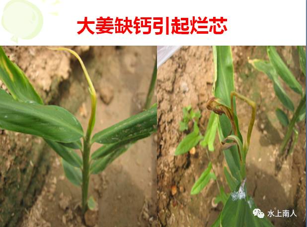 生姜栽培种植技术播放_栽培生姜种植播放技术要点_栽培生姜种植播放技术要求