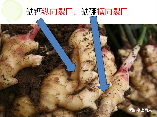 栽培生姜种植播放技术要求_生姜栽培种植技术播放_栽培生姜种植播放技术要点