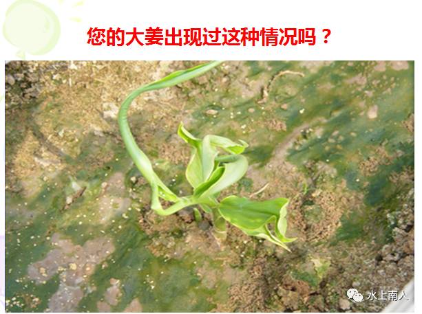 生姜栽培种植技术播放_栽培生姜种植播放技术要点_栽培生姜种植播放技术要求