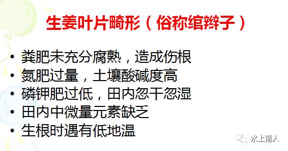 生姜栽培种植技术播放_栽培生姜种植播放技术要点_栽培生姜种植播放技术要求