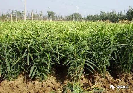 生姜栽培种植技术播放_栽培生姜种植播放技术要点_生姜技术栽培法