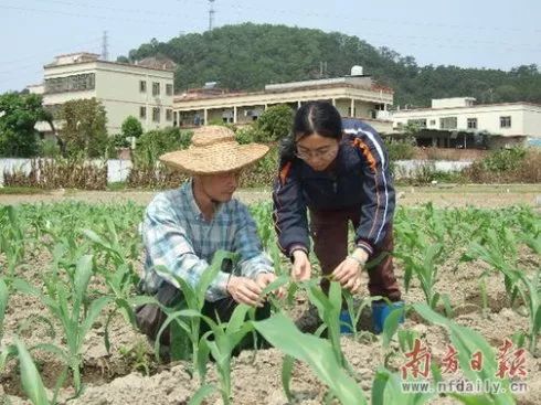 甜玉米种植技术视频_超甜玉米高产栽培技术_甜玉米制种