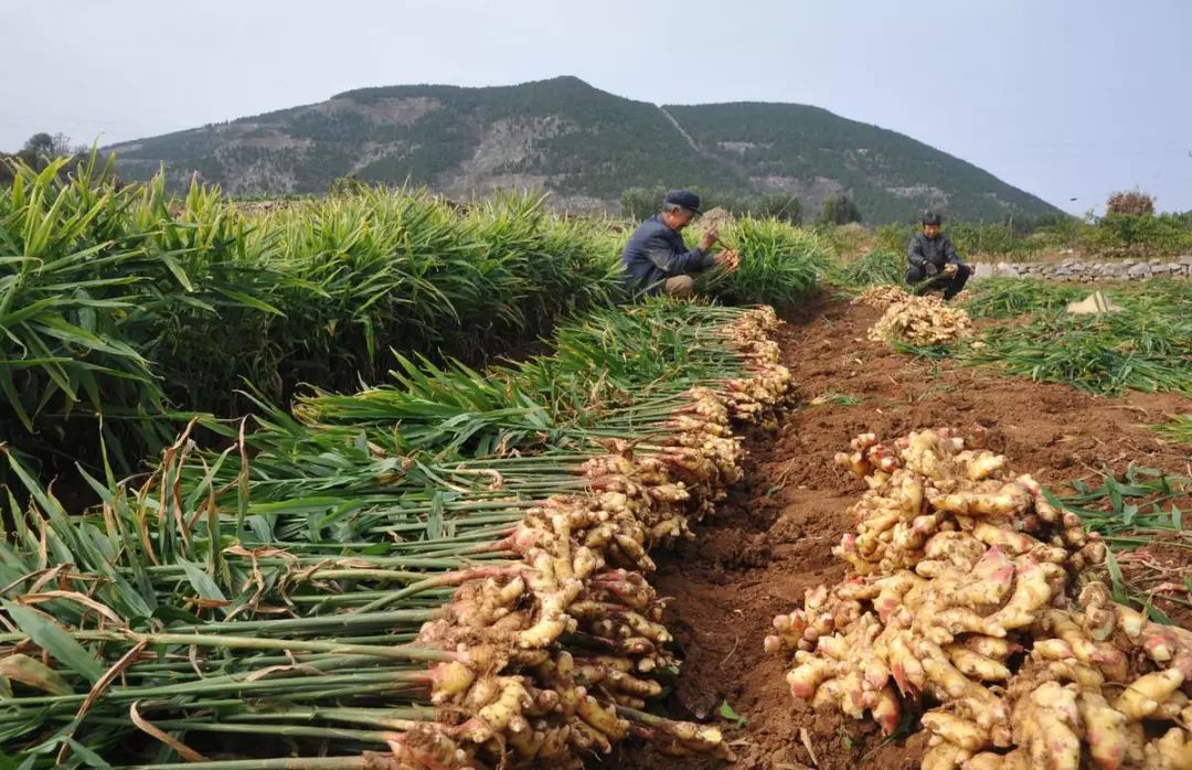 生姜种植技术：生姜进入收获季节，生姜如何进行种植？