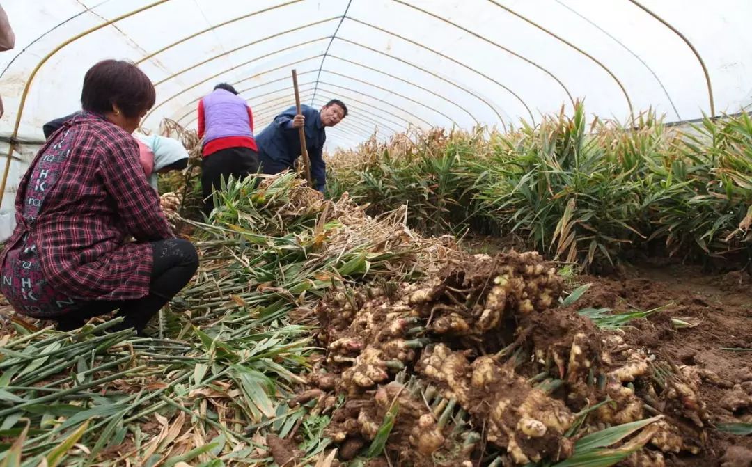 栽培生姜种植播放技术要求_栽培生姜种植播放技术要点_生姜栽培种植技术播放