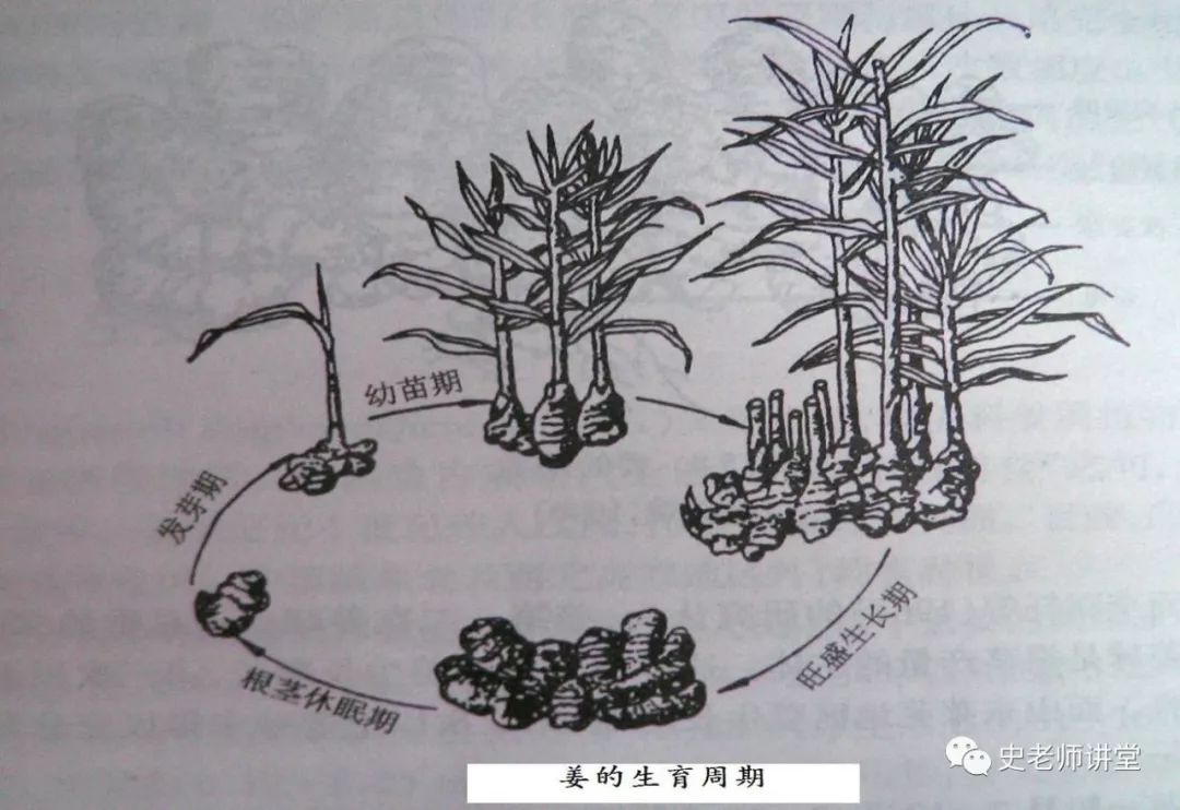 生姜栽培种植技术播放_栽培生姜种植播放技术要点_生姜栽培种植技术视频