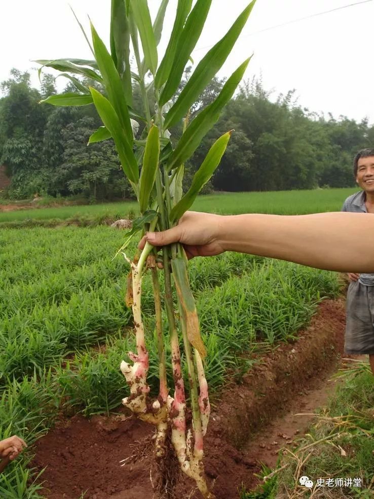 栽培生姜种植播放技术要点_生姜栽培种植技术视频_生姜栽培种植技术播放