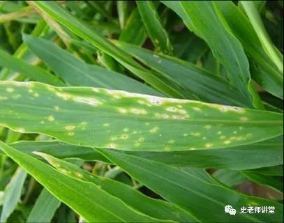 生姜栽培种植技术播放_生姜栽培种植技术视频_栽培生姜种植播放技术要点