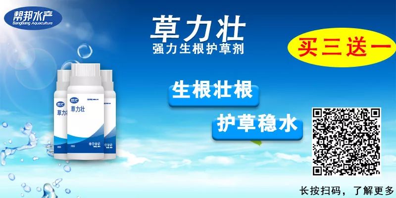 养殖大闸蟹技术视频_养殖大闸蟹技术要点_大闸蟹的养殖技术