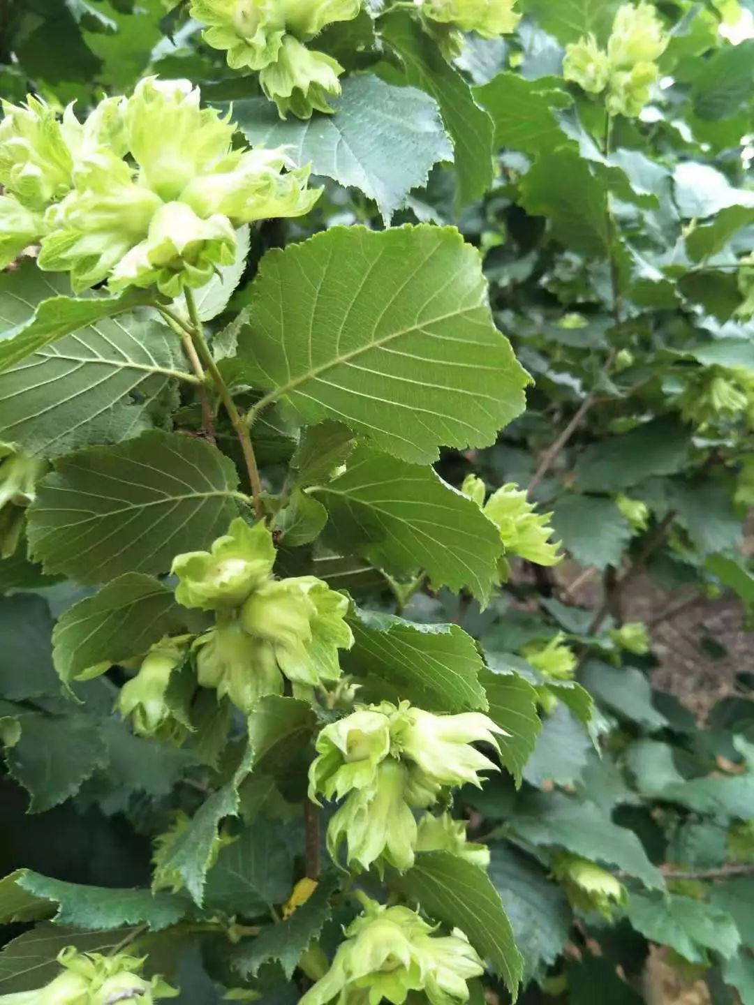 龙丰果树苗_果树龙丰_龙丰果的种植技术