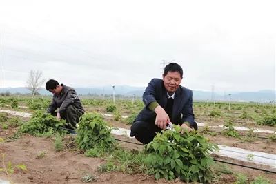 树莓北方能种植吗_树莓北方种植技术_树莓种植在北方的可行性报告