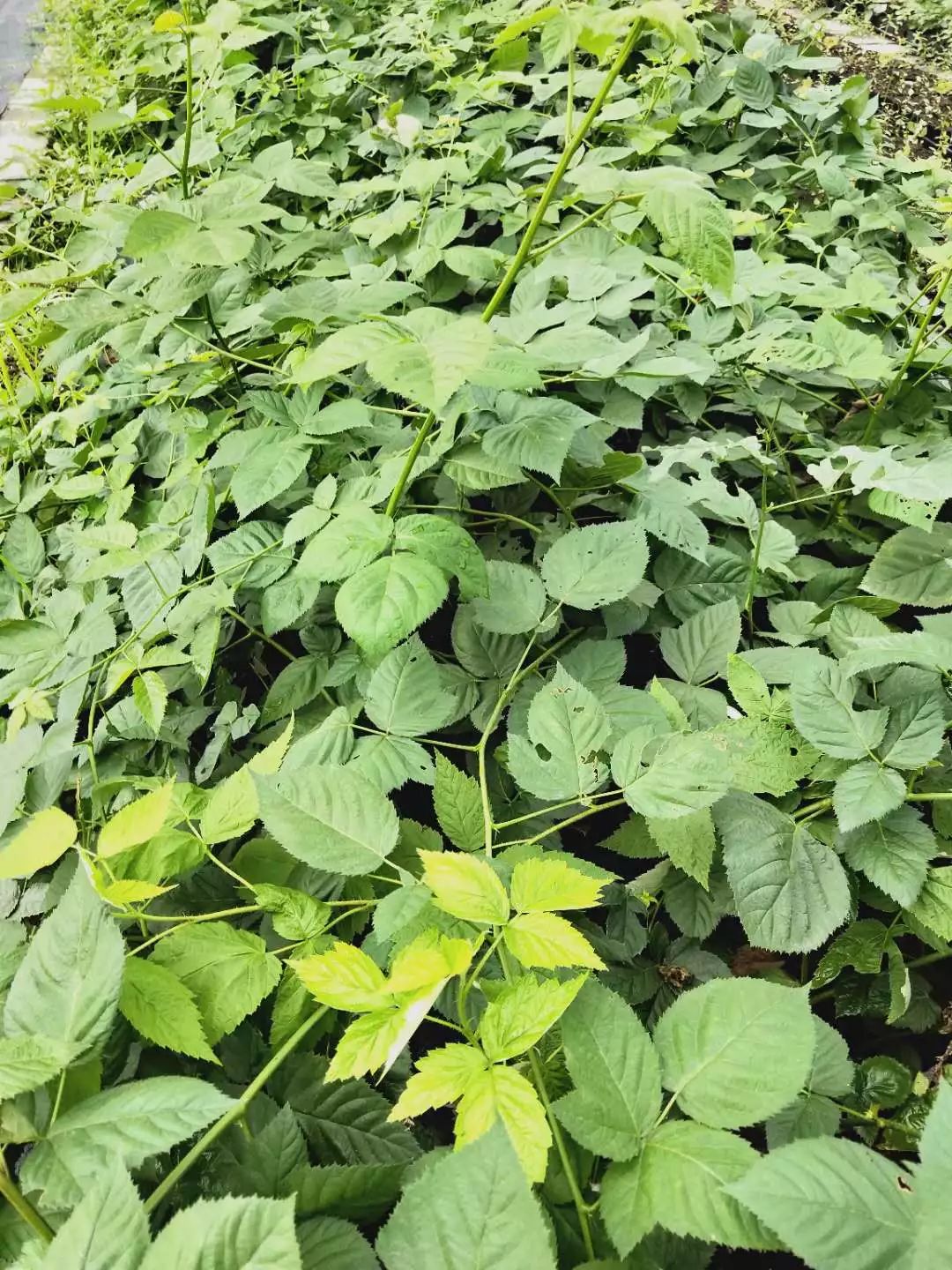 树莓北方种植技术_树莓北方能种植吗_北方种植树莓技术视频