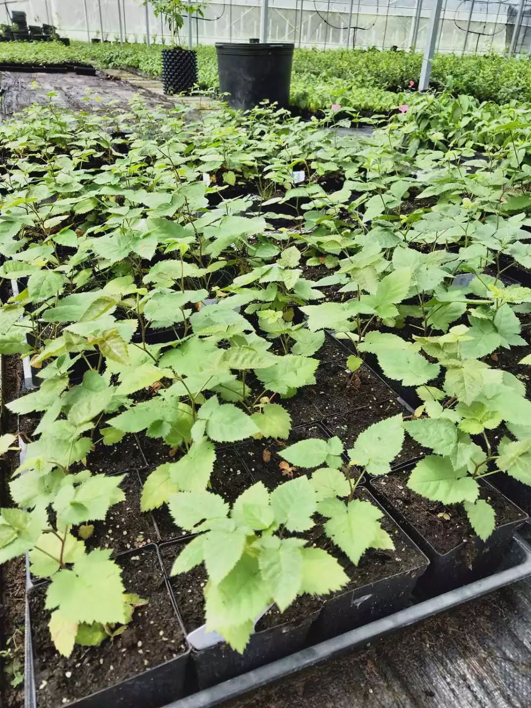 树莓北方能种植吗_北方种植树莓技术视频_树莓北方种植技术